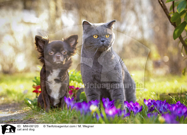 cat and dog / MW-08120
