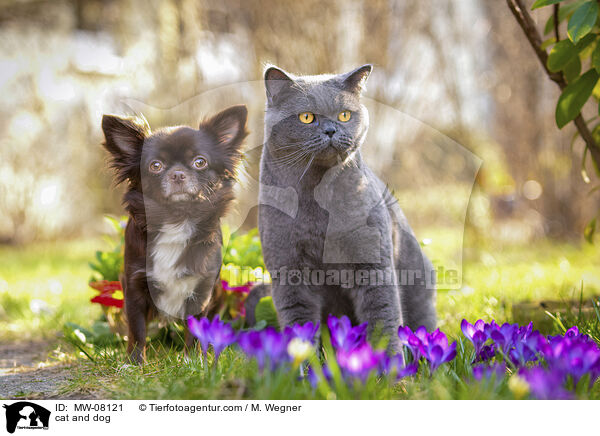 cat and dog / MW-08121