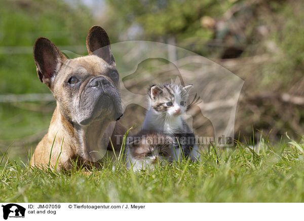 cat and dog / JM-07059