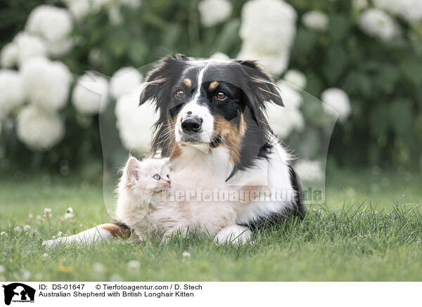 Australian Shepherd with British Longhair Kitten / DS-01647