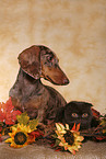 cat and dog