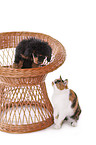 cat and dog
