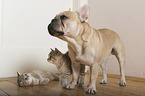 French Bulldog and British Shorthair
