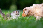 Australian Shepherd and Norwegian Forest Cat