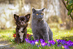 cat and dog