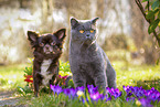 cat and dog