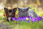 cat and dog