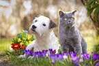 cat and dog