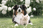 Australian Shepherd with British Longhair Kitten