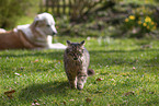 Cat and dog