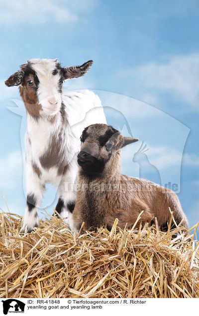yeanling goat and yeanling lamb / RR-41848