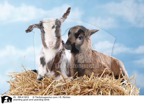 yeanling goat and yeanling lamb / RR-41853