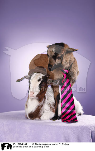 yeanling goat and yeanling lamb / RR-41871