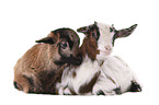 yeanling goat and yeanling lamb