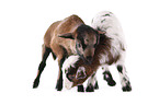 yeanling goat and yeanling lamb