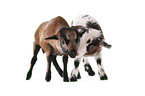 yeanling goat and yeanling lamb