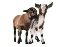 yeanling goat and yeanling lamb