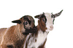 yeanling goat and yeanling lamb