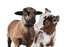 yeanling goat and yeanling lamb