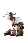 yeanling goat and yeanling lamb