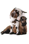 yeanling goat and yeanling lamb