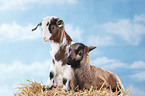 yeanling goat and yeanling lamb