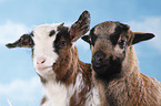 yeanling goat and yeanling lamb