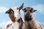 yeanling goat and yeanling lamb