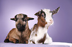 yeanling goat and yeanling lamb