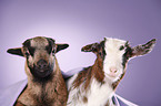 yeanling goat and yeanling lamb