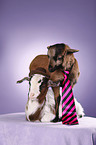 yeanling goat and yeanling lamb