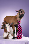 yeanling goat and yeanling lamb