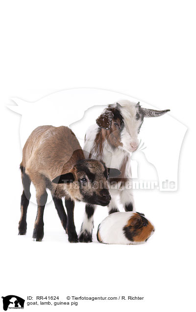 goat, lamb, guinea pig / RR-41624