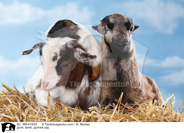 goat, lamb, guinea pig / RR-41635