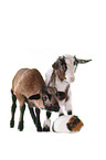 goat, lamb, guinea pig