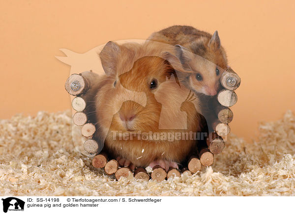 guinea pig and golden hamster / SS-14198