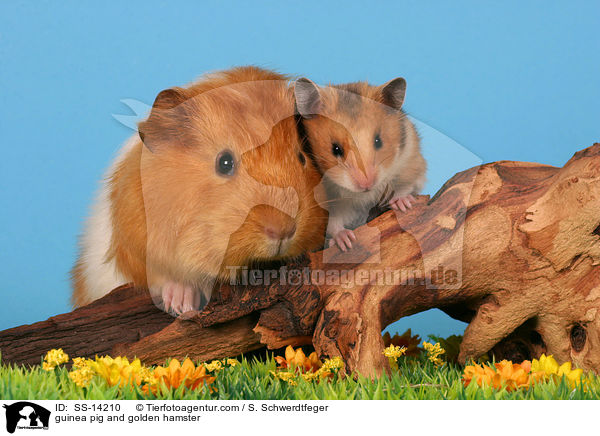 guinea pig and golden hamster / SS-14210
