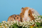 hamster and guinea pig