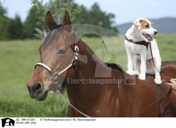 horse with dog / MH-01261