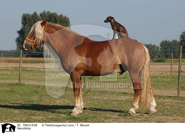 friendship / TM-01539