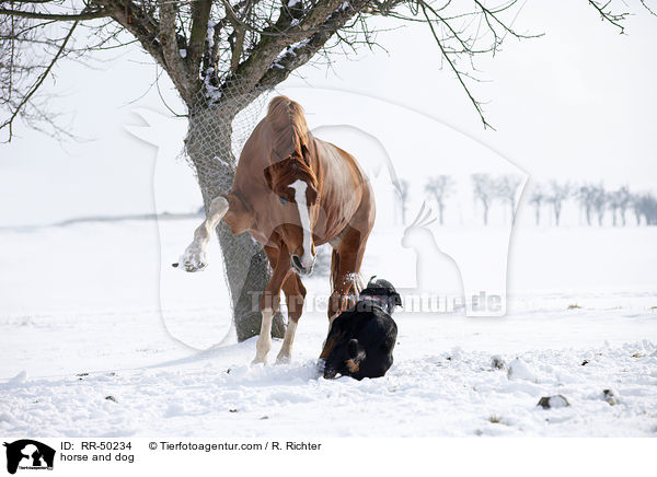 horse and dog / RR-50234