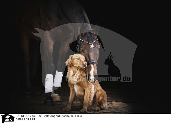 horse and dog / KFI-01275