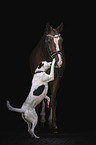 horse and dog
