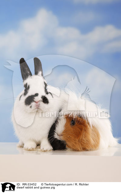 Zwergkaninchen & Meerschwein / dwarf rabbit and guinea pig / RR-33452