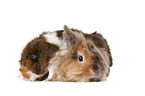 rabbit and guinea pig