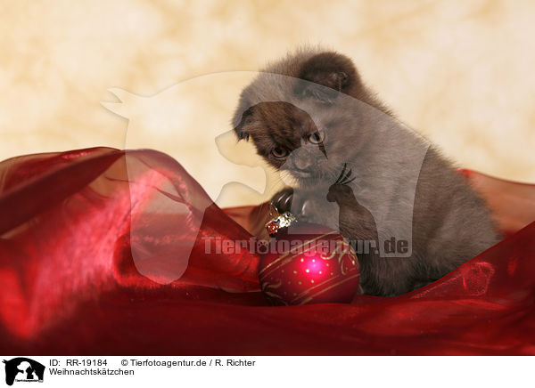 Weihnachtsk�tzchen / christmas kitten / RR-19184