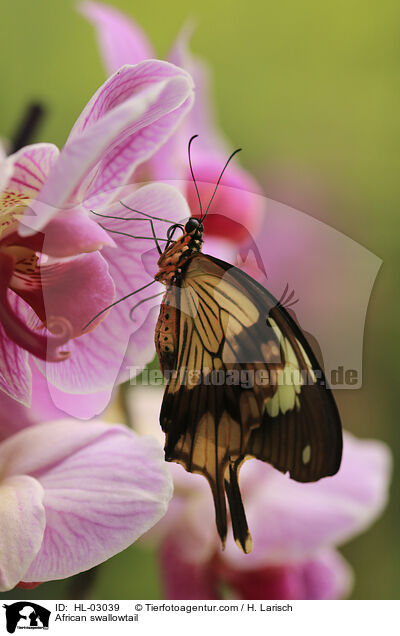 Schein-Schwalbenschwanz / African swallowtail / HL-03039