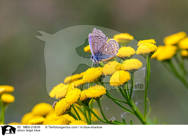 Lungenenzian-Ameisenbluling / alcon large blue / MBS-23836