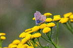 alcon large blue