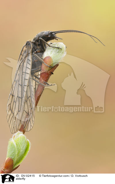 Schlammfliege / alderfly / DV-02415